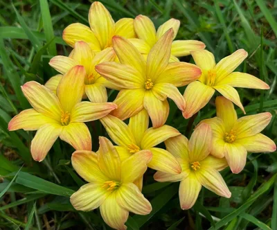 Rain Lily Noble Gold, Nobel — thumbnail 6
