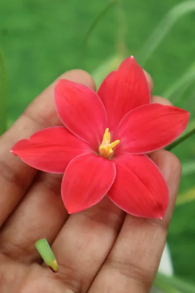 Rain Lily Red joy — thumbnail 2