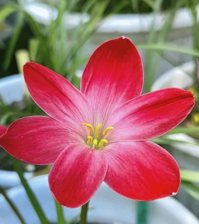 Rain Lily Falling  in Love — thumbnail 3