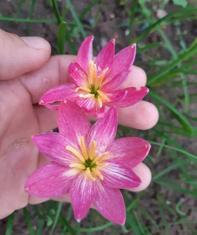 Rain Lily Hideko — thumbnail 2