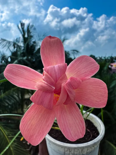Rain Lily Princess of Charlotte — thumbnail 4