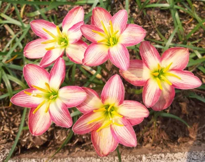Rain Lily Phanarai, pannarai — thumbnail 4