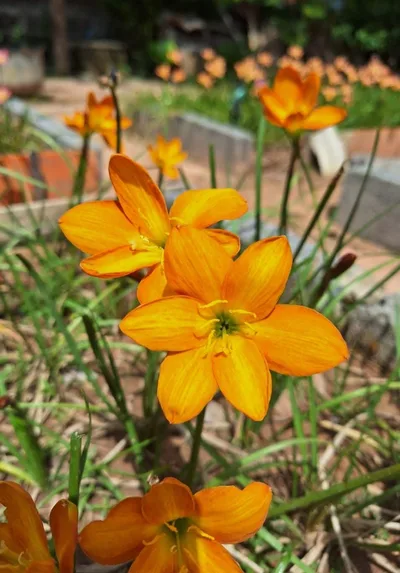 Rain Lily Life and Joy