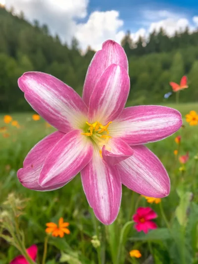 Rain Lily Fuji