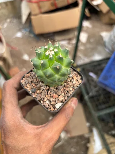 Cactus Mammillaria Toluca