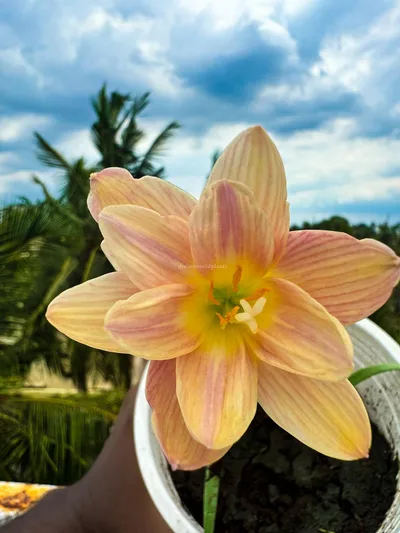 Rain Lily Langdao