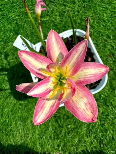 Rain Lily Colon