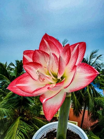 Amaryllis Blossom Peacock