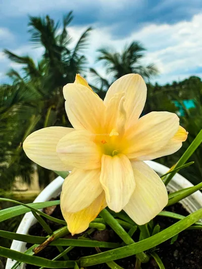 Onam's Vibrant Lily Pookalam — thumbnail 1