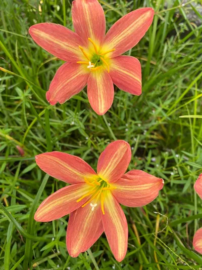 Rain Lily Rustic Ray