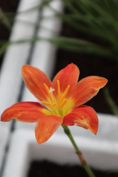 Rain Lily Orange Beam
