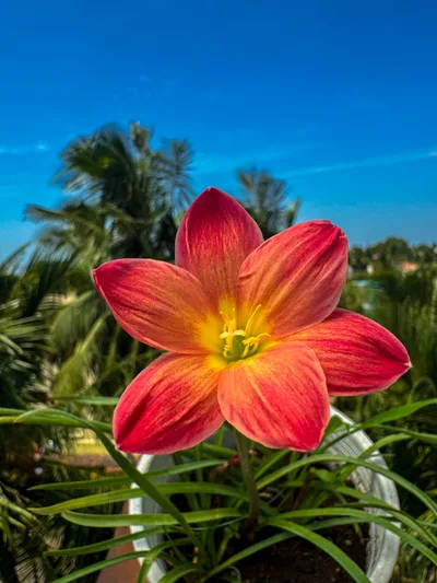 Rain Lily Chinda — thumbnail 3
