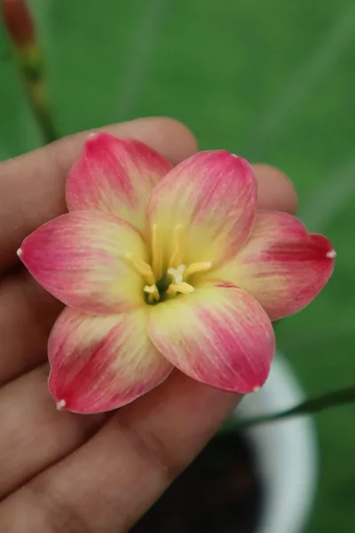 Onam Bloom Rain Lily Delight — thumbnail 1