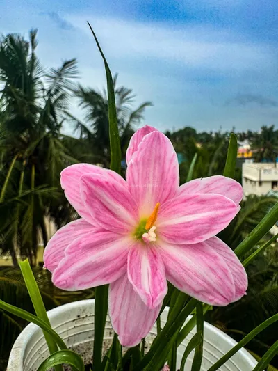 Rain Lily Turandot
