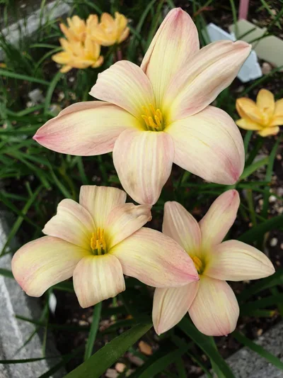 Rain Lily Smiley Moon — thumbnail 4
