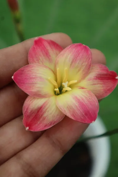 Rain Lily Wishy wish no 2