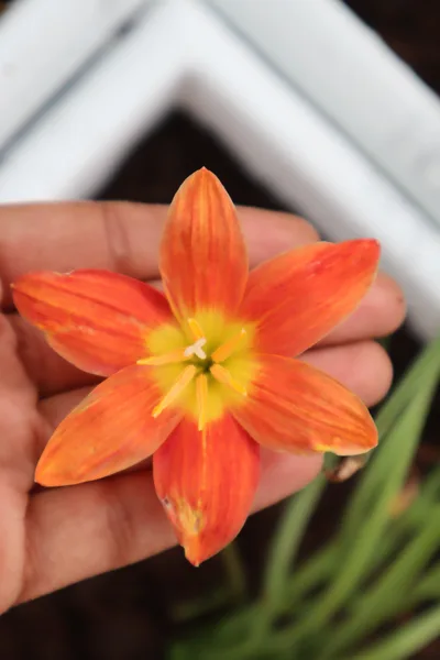 Rain Lily Orange Beam