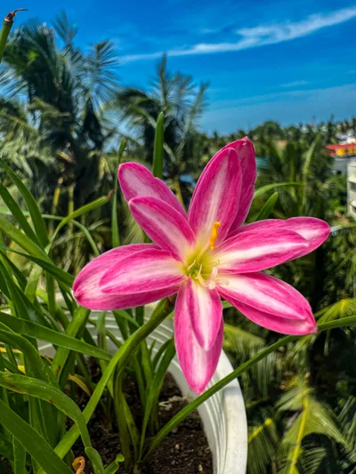 Rain Lily RP Pink Butterfly — thumbnail 4
