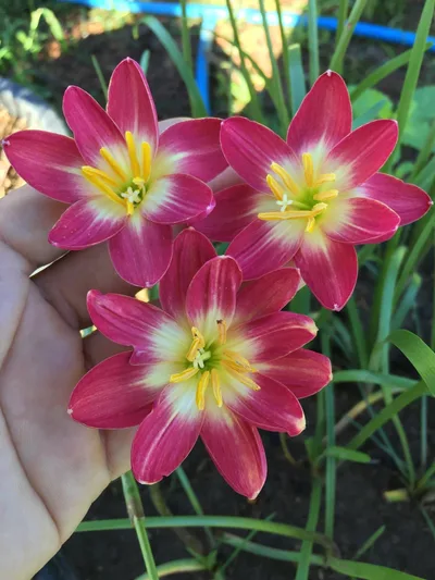 Rain Lily Red Master — thumbnail 3