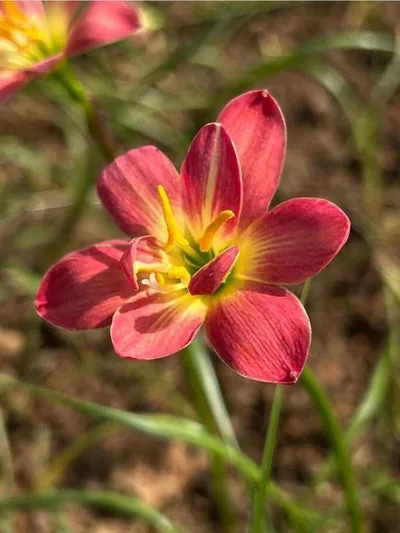 Moonlit Promise Rain Lilies — thumbnail 1