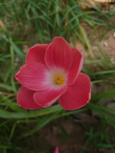Rain Lily Pink Macaron