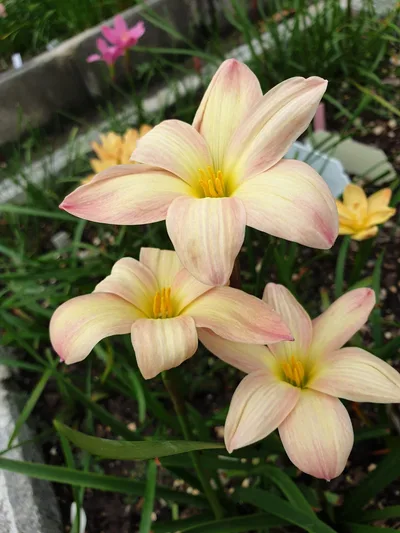 Rain Lily Smiley Moon — thumbnail 3