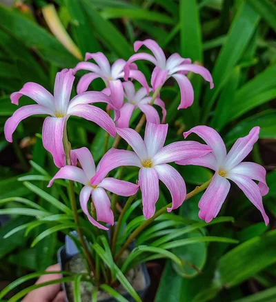 Rain Lily Winter Sweet — thumbnail 1
