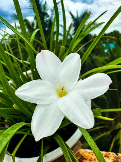 Rain Lily MA