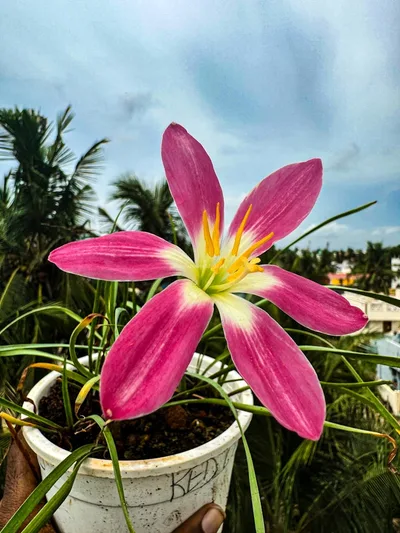 Rain Lily Red Card