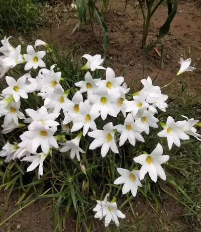 Rain Lily Habranthus John Fellens (H21)