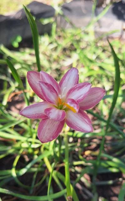 Rain Lily DE MEI LOTUS — thumbnail 5