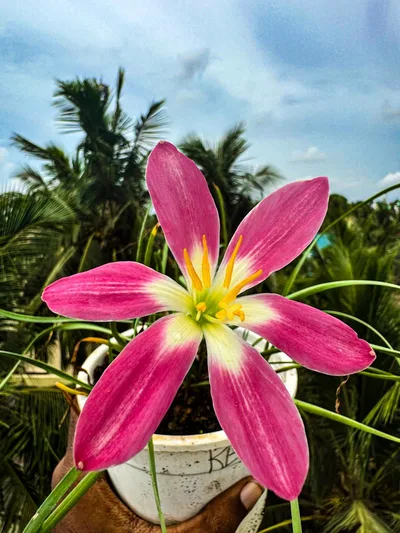 Rain Lily Red Card