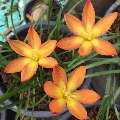 Rain Lily AK 0262 — thumbnail 2