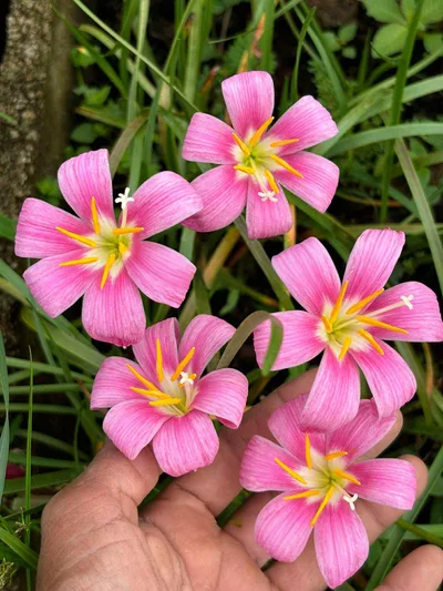 Rain Lily Beauty Eye