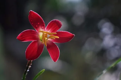 Rain Lily Signature — thumbnail 2