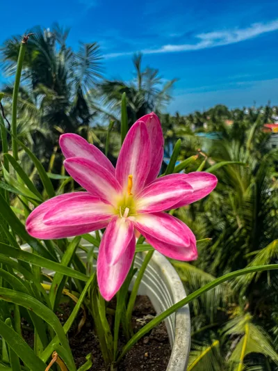 Rain Lily RP Pink Butterfly — thumbnail 2