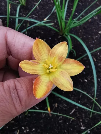 Rain Lily Custard