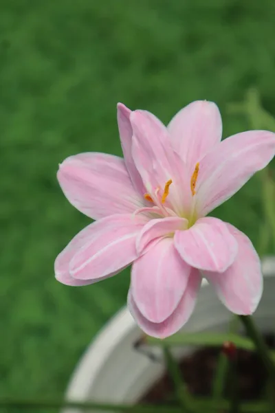 Rain Lily Sweet Pink