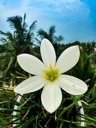 Rain Lily Candida — thumbnail 1