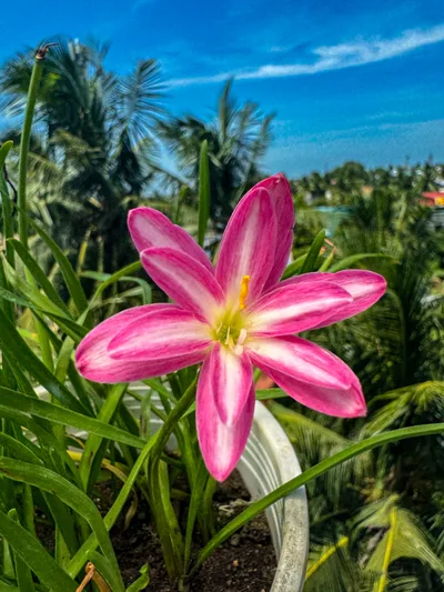 Rain Lily RP Pink Butterfly — thumbnail 3