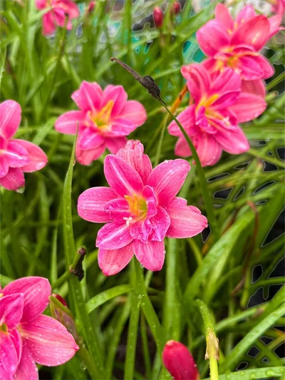 Rain Lily Lucky Pink — thumbnail 3
