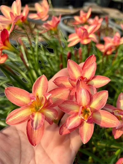 Rain Lily Golden Tresses