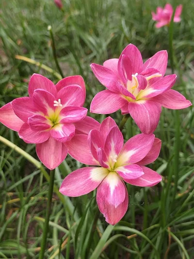 Rain Lily Rungsila
