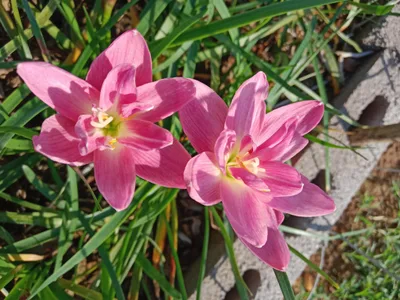 Rain Lily Curator's Choice — 5