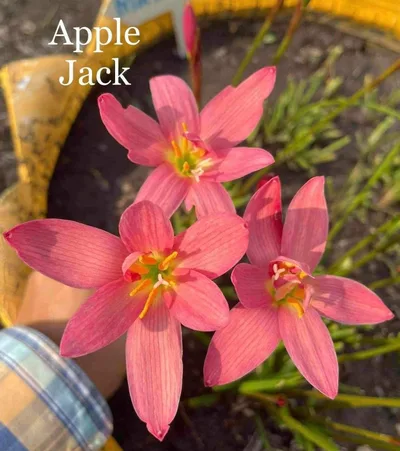 Rain Lily Apple Jack