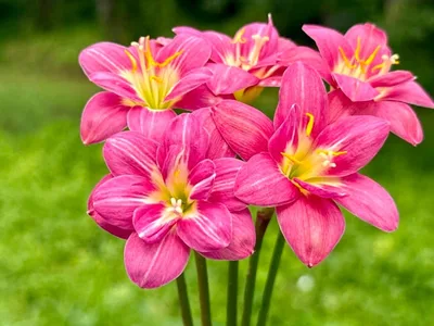 Rain Lily Rungsila — thumbnail 8