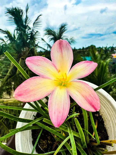 Rain Lily Champa — thumbnail 1