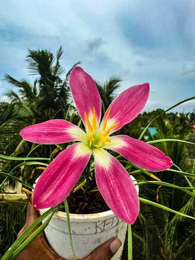 Rain Lily Red Card