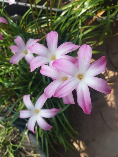Rain Lily Winter Sweet — thumbnail 3