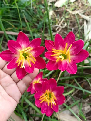 Rain Lily Love February